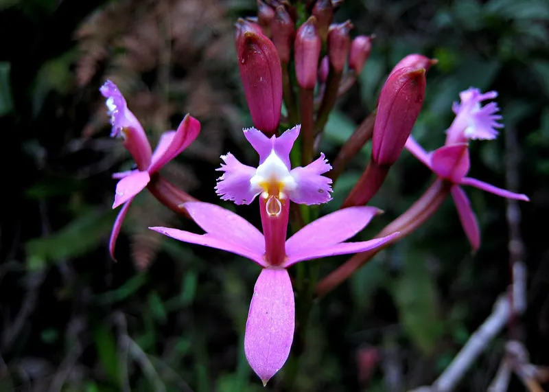 A pink Epidendrum orchid in the cloud forest near Machu Picchu, of the kind seen at Mandor Gardens