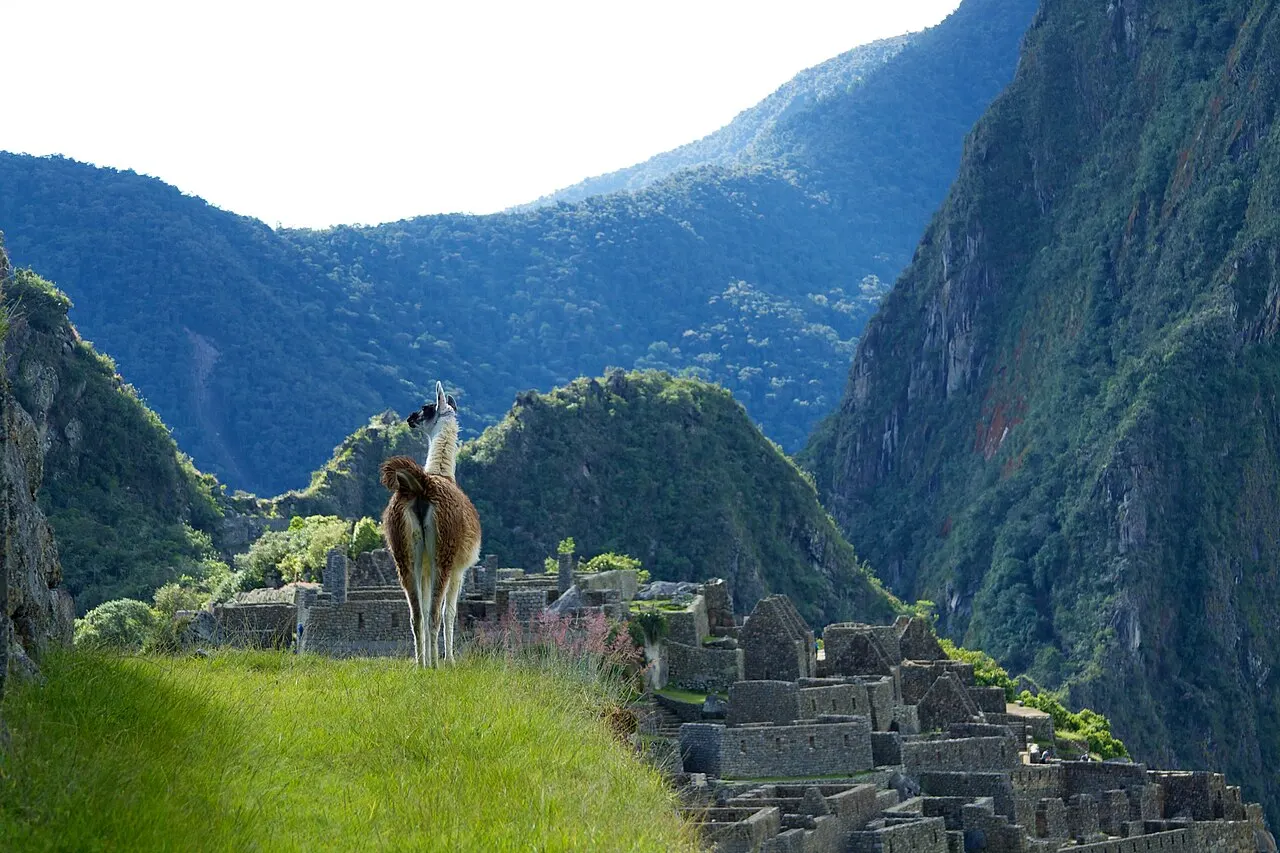 A llama standing on the grassy terraces of Machu Picchu with the citadel and gorge peaks behind