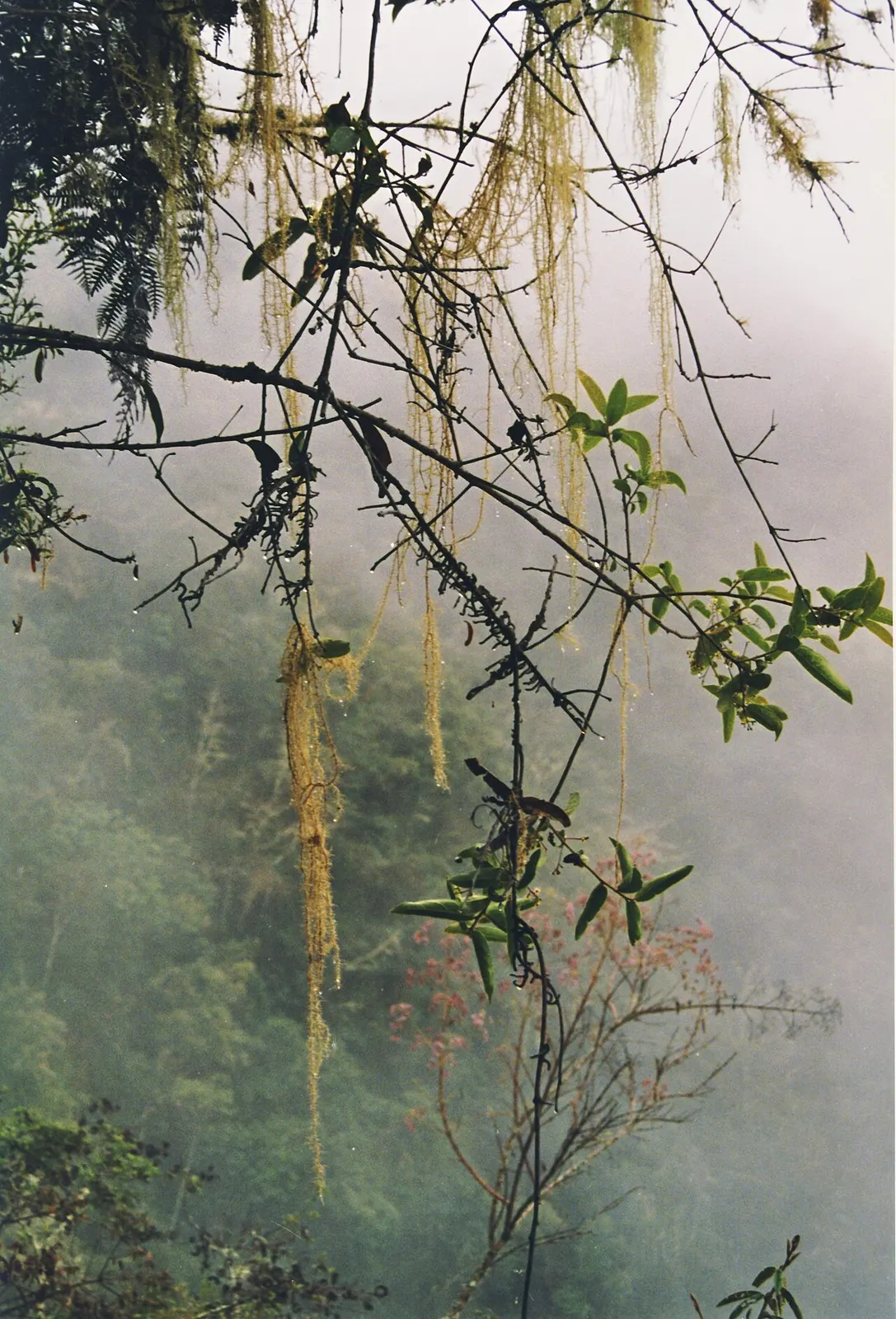 Lush Andean cloud forest on the slopes near Machu Picchu within the sanctuary